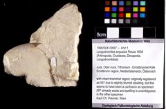 Foto (Objket + Etiketten) von Longodromites angustus (Reuss 1858) 